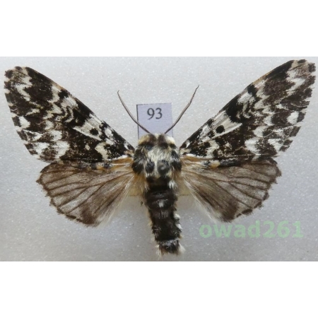 Panthea coenobita (Esper, 1785) male Czech93